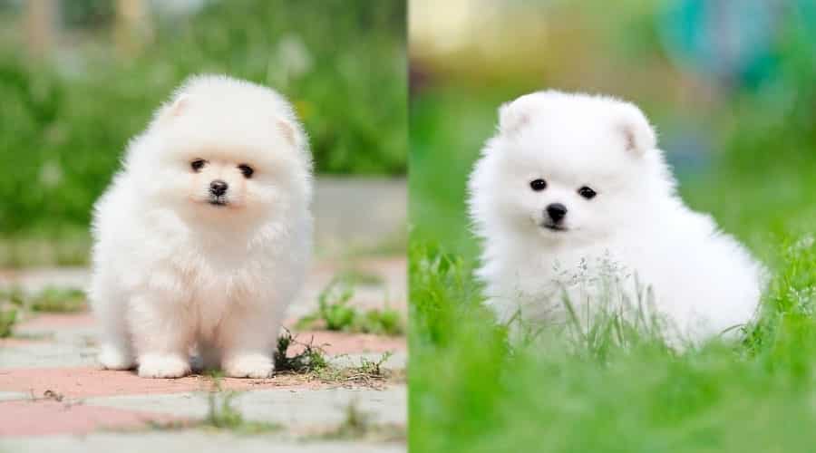 Small White Puppy Dogs Outdoors