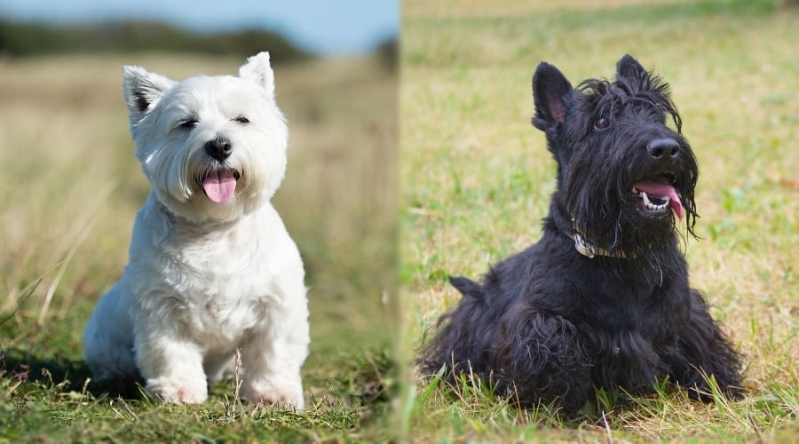 Two Small Well Groomed Dogs Sitting in Field