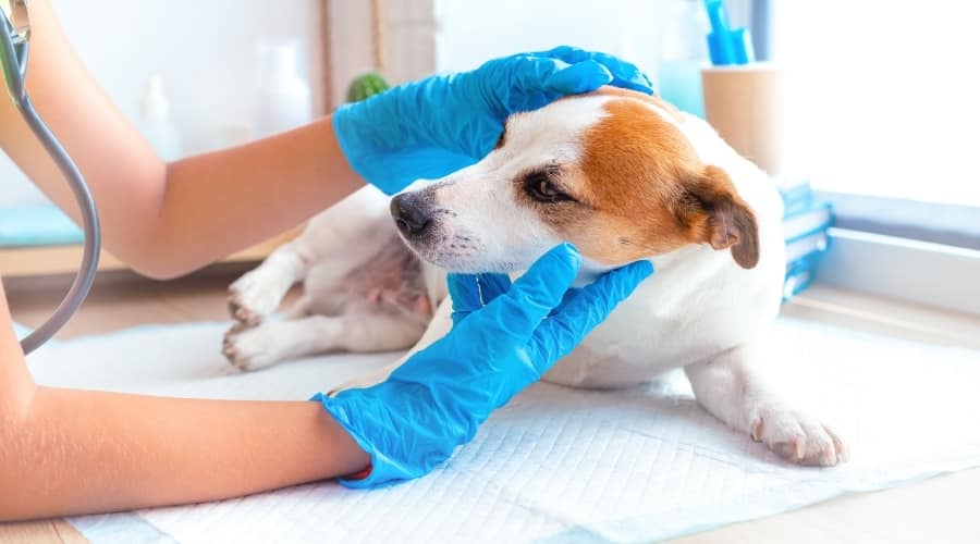 Small White and Tan Dog Being Checked by a Vet