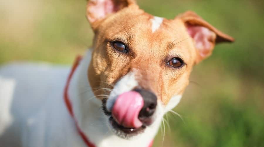 Small White and Tan Dog Licking Its Nose in Sunlight