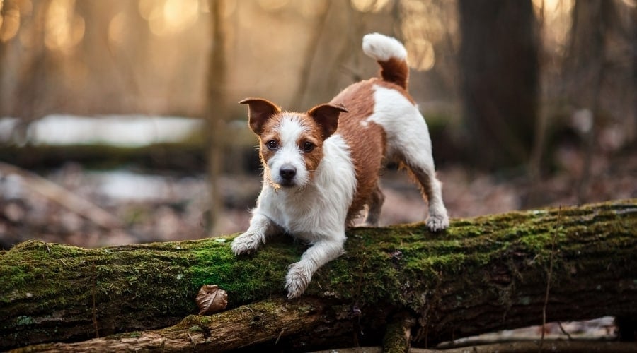 Small White and Tan Dog Playing On a Tree Branch