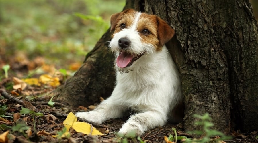 Small White and Tan Dog Playing Under a Tree