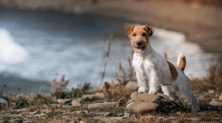 Small White and Tan Dog Posing Near a Lake