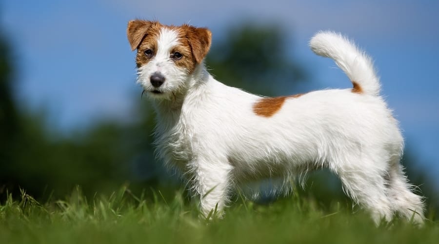 Small White and Tan Dog Posing in the Sun