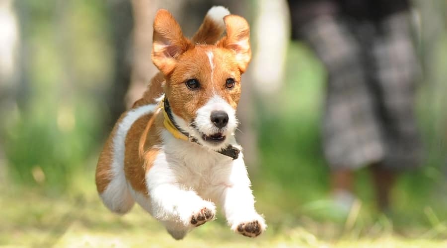 Small White and Tan Dog Running Outdoors