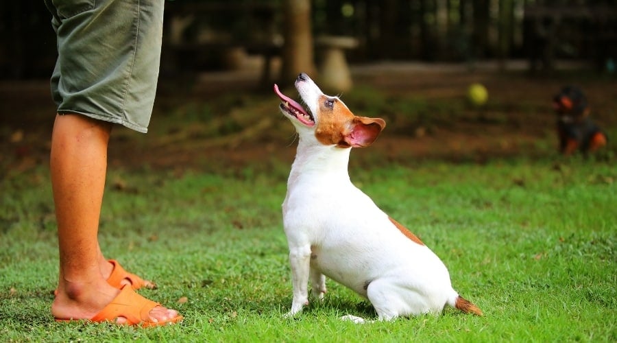 Small White and Tan Dog Sitting and Looking Up at Person