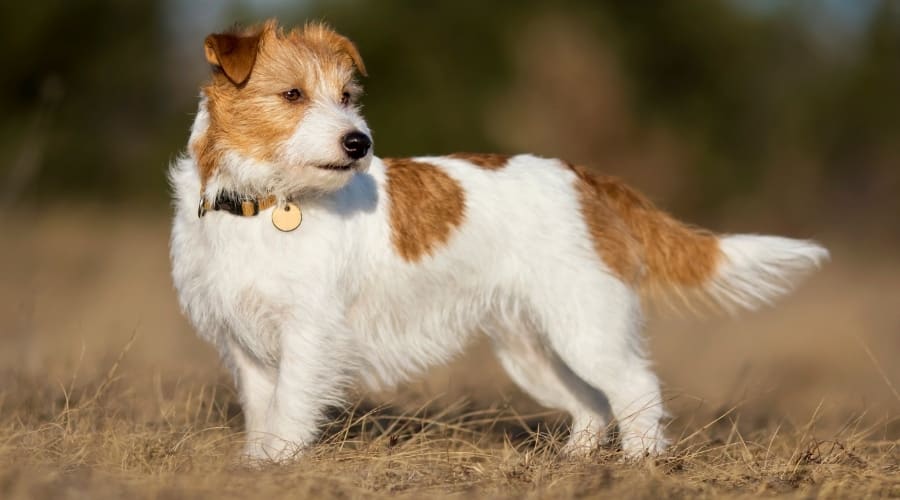 Small White and Tan Dog Standing in a Field