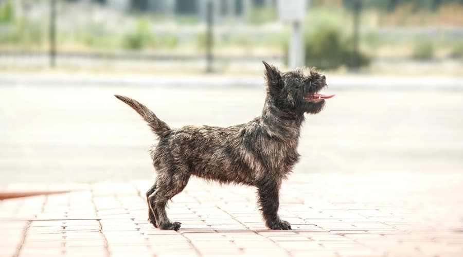 Small Wiry Dog From the Side