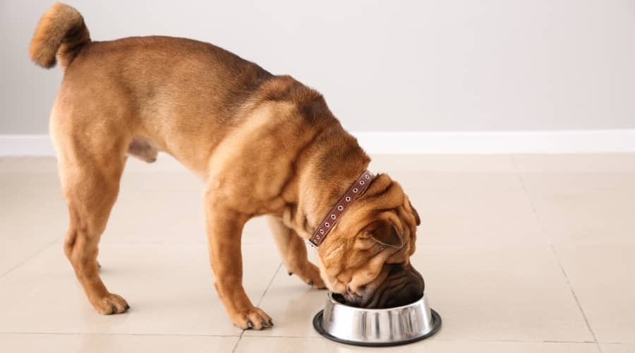 Small Wrinkly Dog Eating From Dog Bowl
