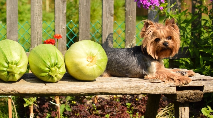 51 Fruits and Vegetables Dogs Can and Can't Eat Canine Journal