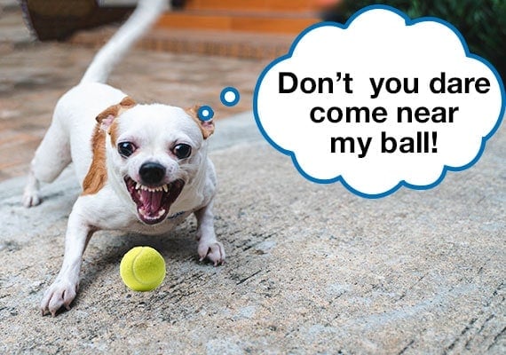 Small, aggressive Chihuahua dog growling next to her favorite toy ball