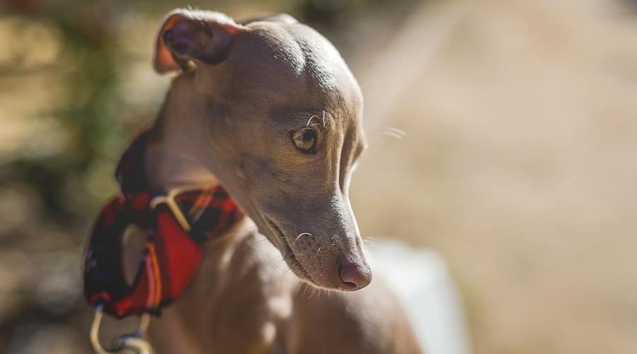 Small and Slender Gray Dog