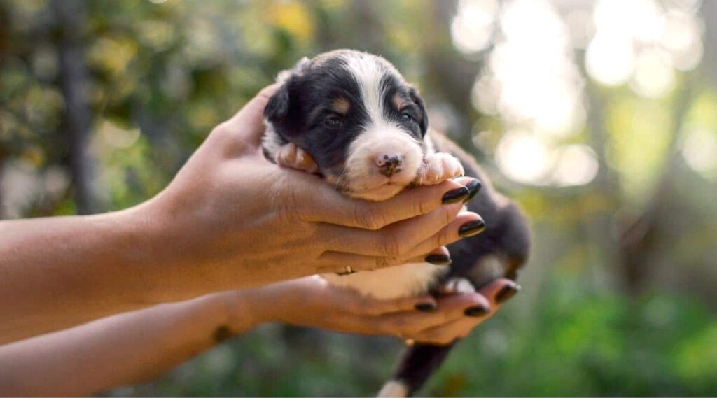 Small black tricolor border collie puppy laying on breeder's hands in the garden