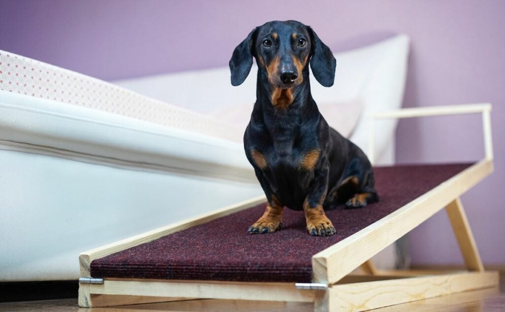 Small black Wiener dog sitting on a dog ramp next to a bed.