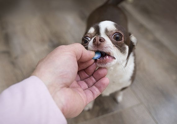 Small chihuahua being given a medicine pill by hand.