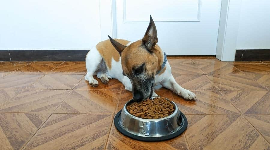 Dog eating dog food.