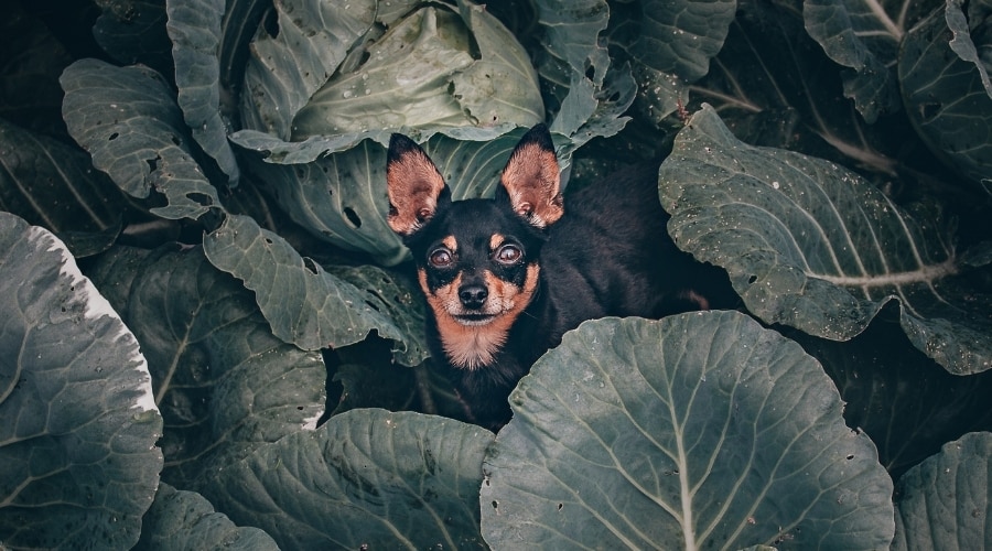 Can Dogs Eat Kale? A Vet