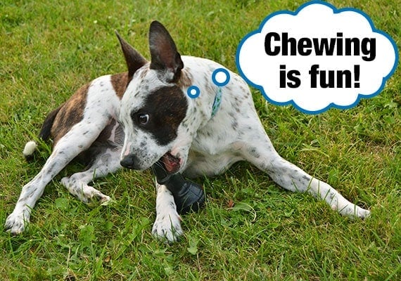Small dog laying on grassin park chewing on bone shaped chew toy