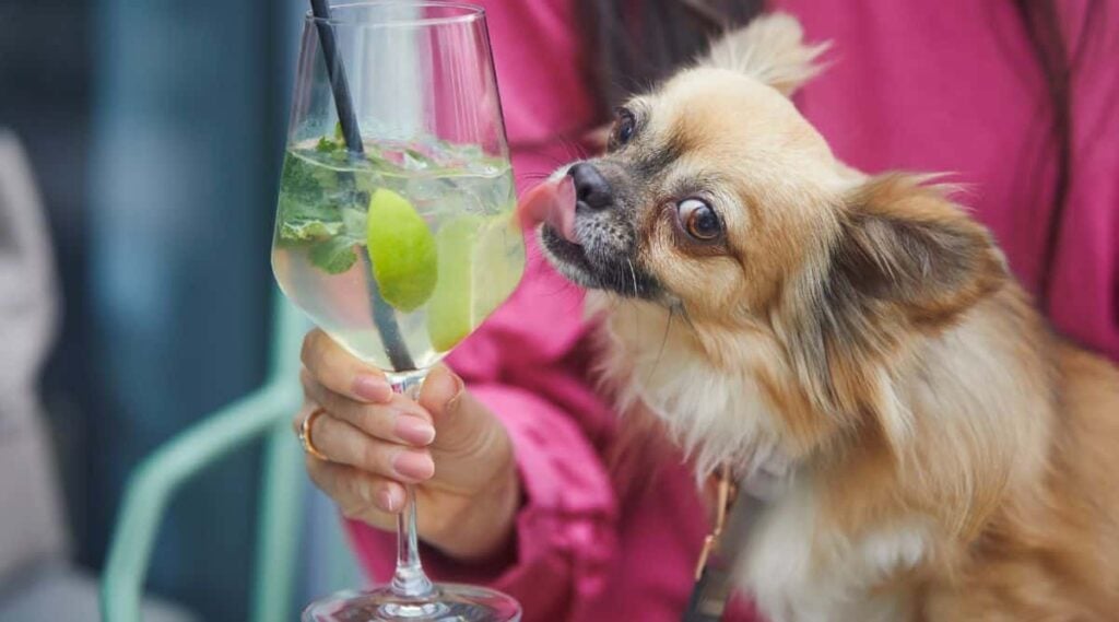 Small dog licking a margarita with a lime in it