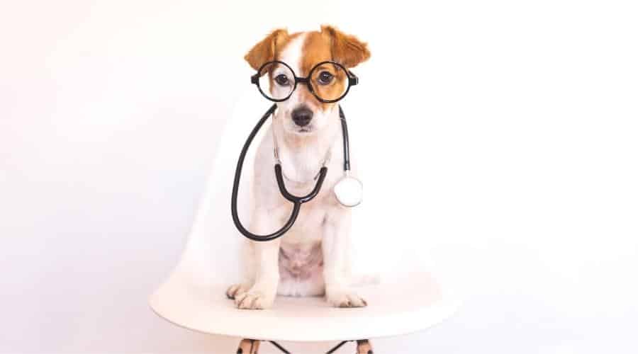 Small dog sitting on a white modern chair wearing stethoscope and glasses