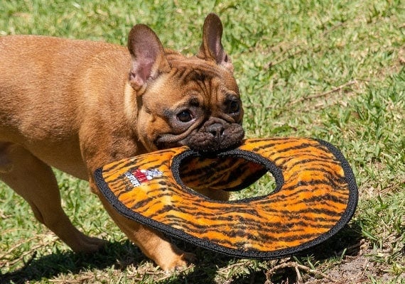 Small French Bulldog puppy carrying around Tuffy stuffing free dog toy ring in mouth