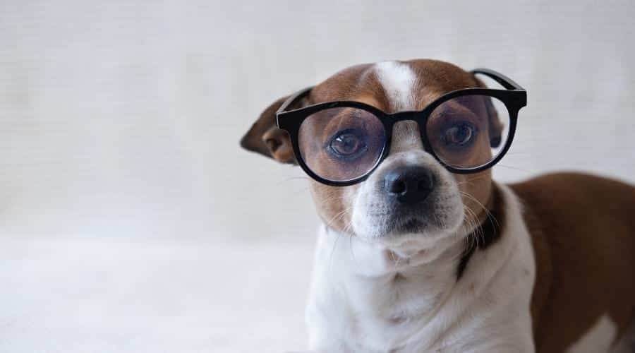 Small spotted dog wearing glasses