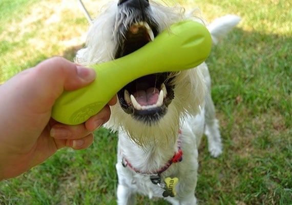 Small White Maltese Terrier taking West Paw Hurley Chew Toy from hand