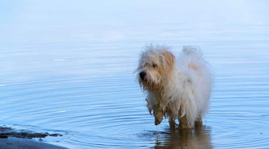 Small white dog in water