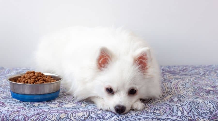 My Dog Only Eats Once A Day Should I Be Concerned Canine Journal my-dog-only-eats-once-a-day-should-i-be-concerned-canine-journal