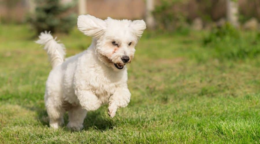 Small white fluffy dog running