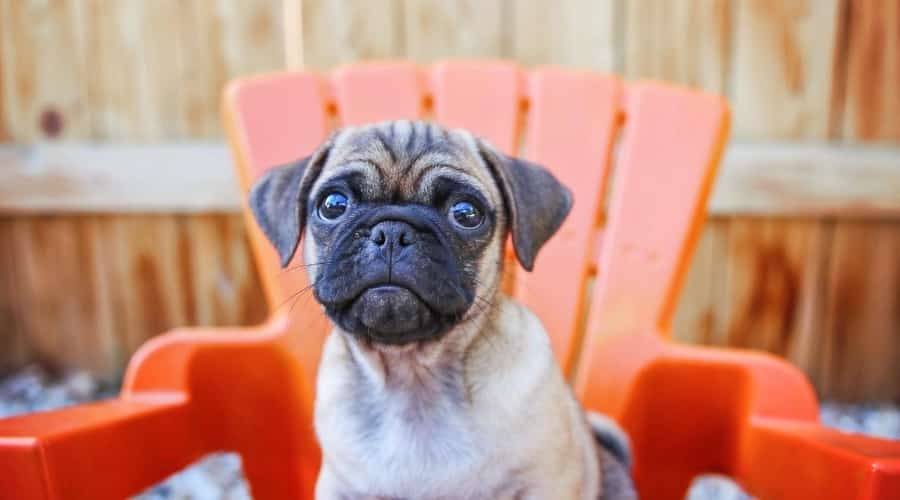 Smaller Chug on Chair