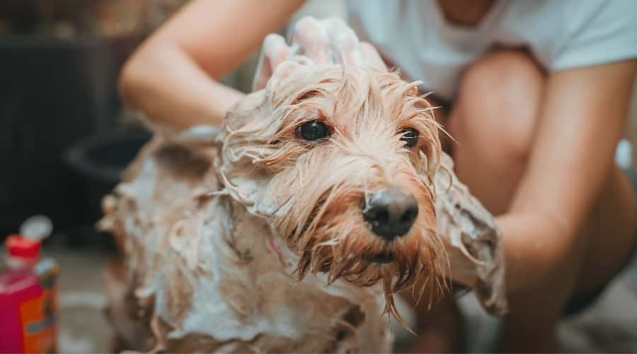 Smaller Dog Getting Bathed by Woman