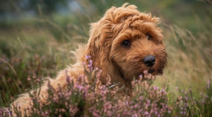 Smaller Mixed Dog Out in Field