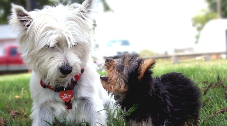 Smaller Puppy Barking at White Dog