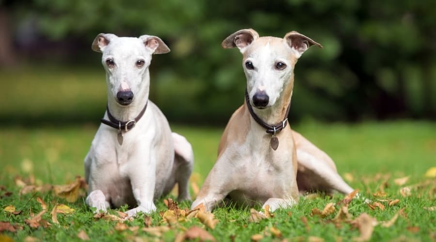 Smaller Racing Dogs Lounging in Grass