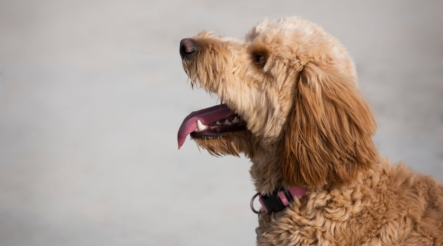 Smart Dog Sitting With His Mouth Open
