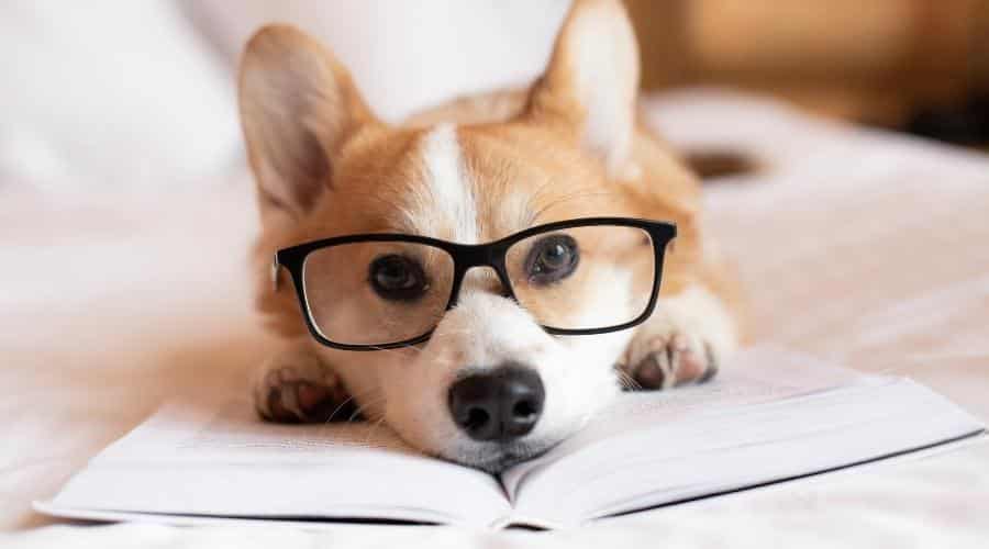 Smartest Dog Breeds
