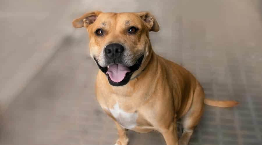 Smiling Dog Looking Up at Camera