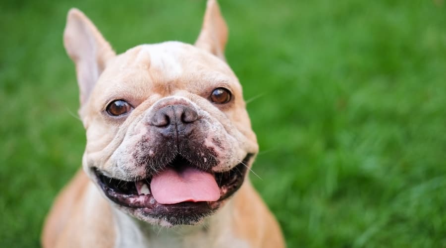 Smiling Dog Outdoors