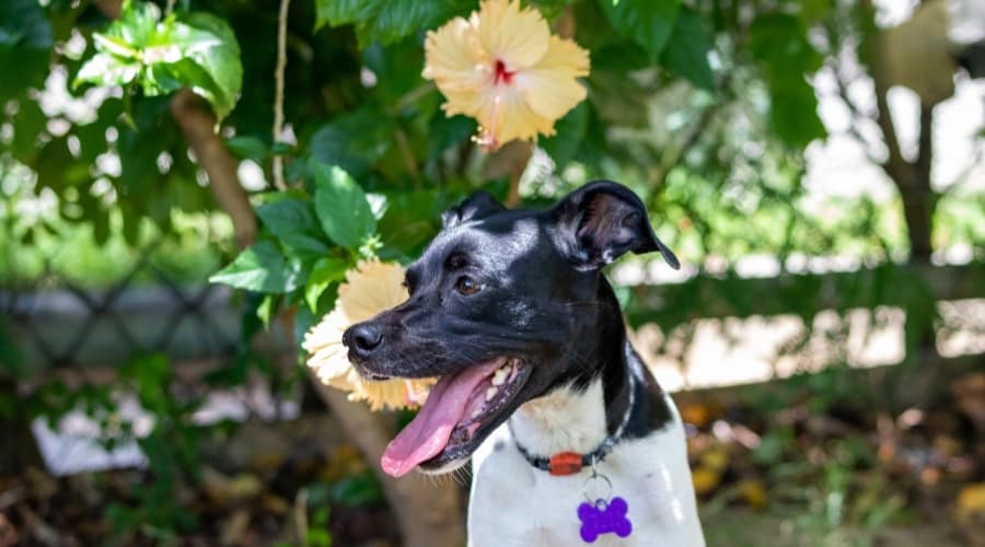 Smiling Dog in Front of Yellow Tropical Flowers