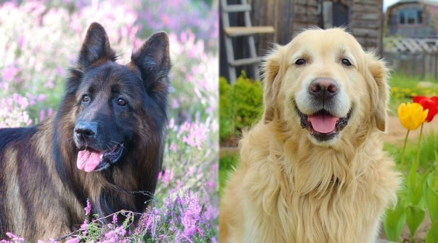 Smiling Dogs Among Flowers