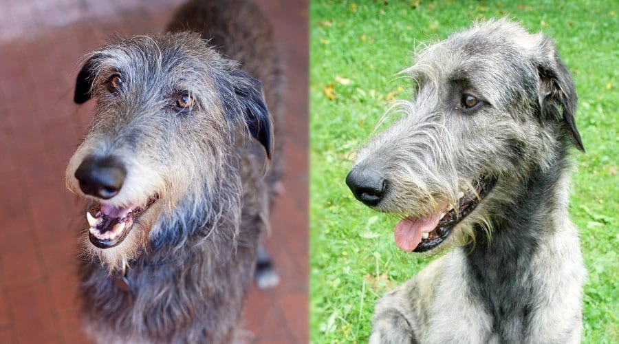 Smiling Dogs