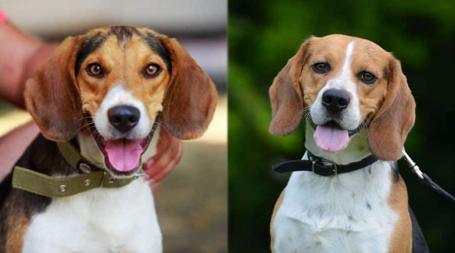 Smiling Faces of Two Dogs