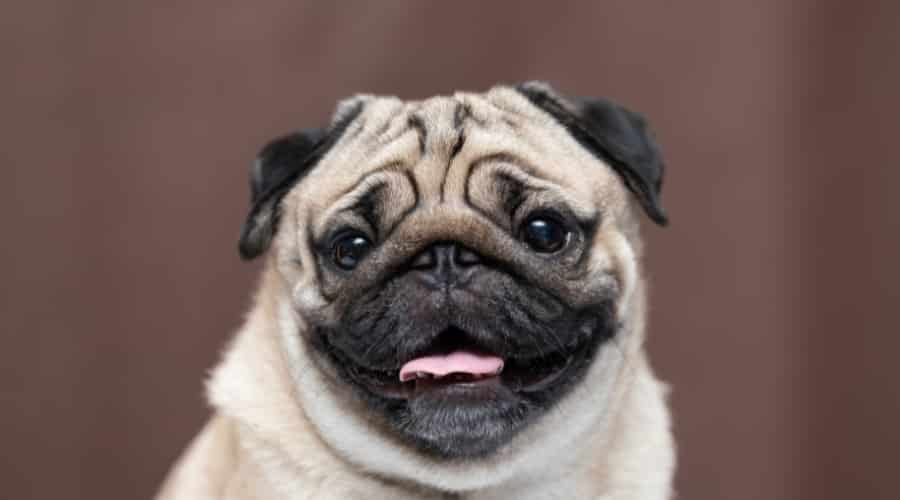 Smiling Fawn Dog With Black Mask