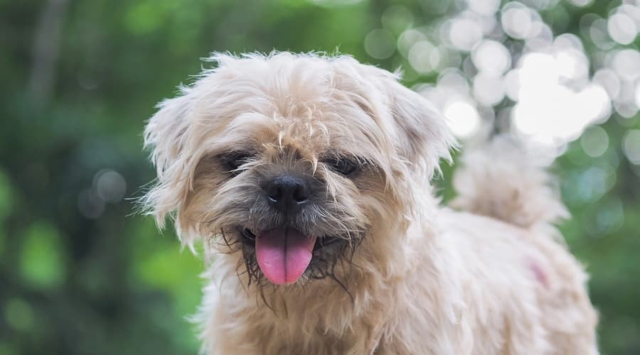 Smiling Griffondoodle Dog