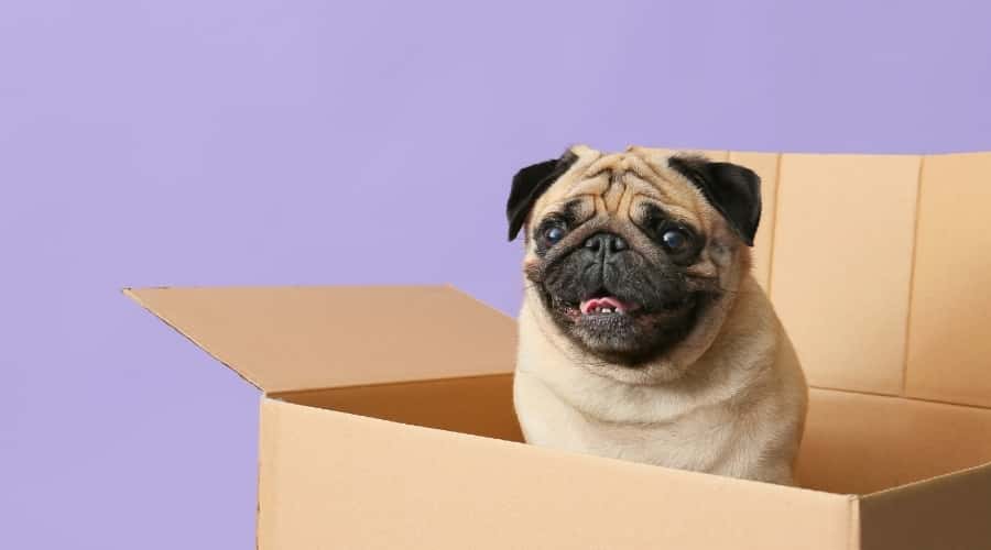 Smiling Pug in a Box
