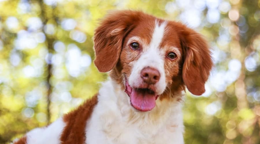 Smiling Senior Orange and White Dog