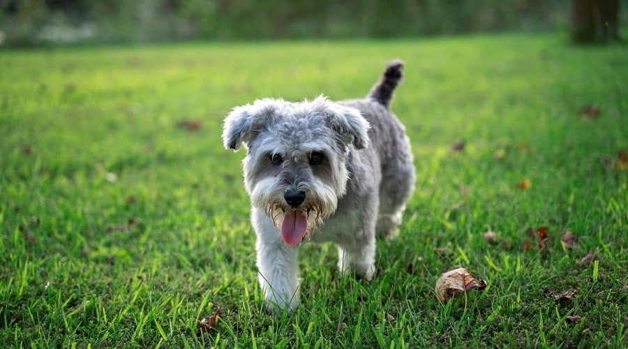 Snorkie