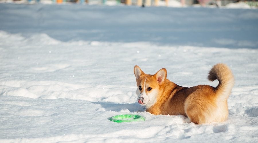 Snow Doggy