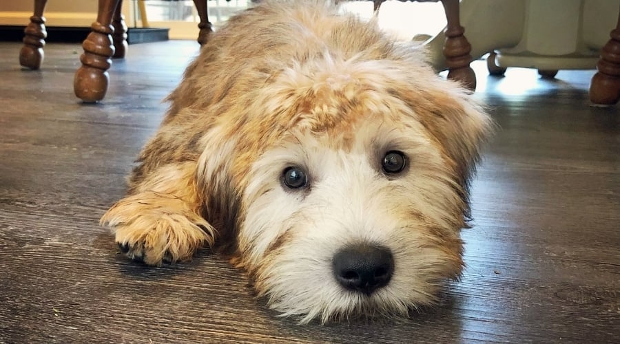 Soft Coated Wheaten Terrier Laying Down in House